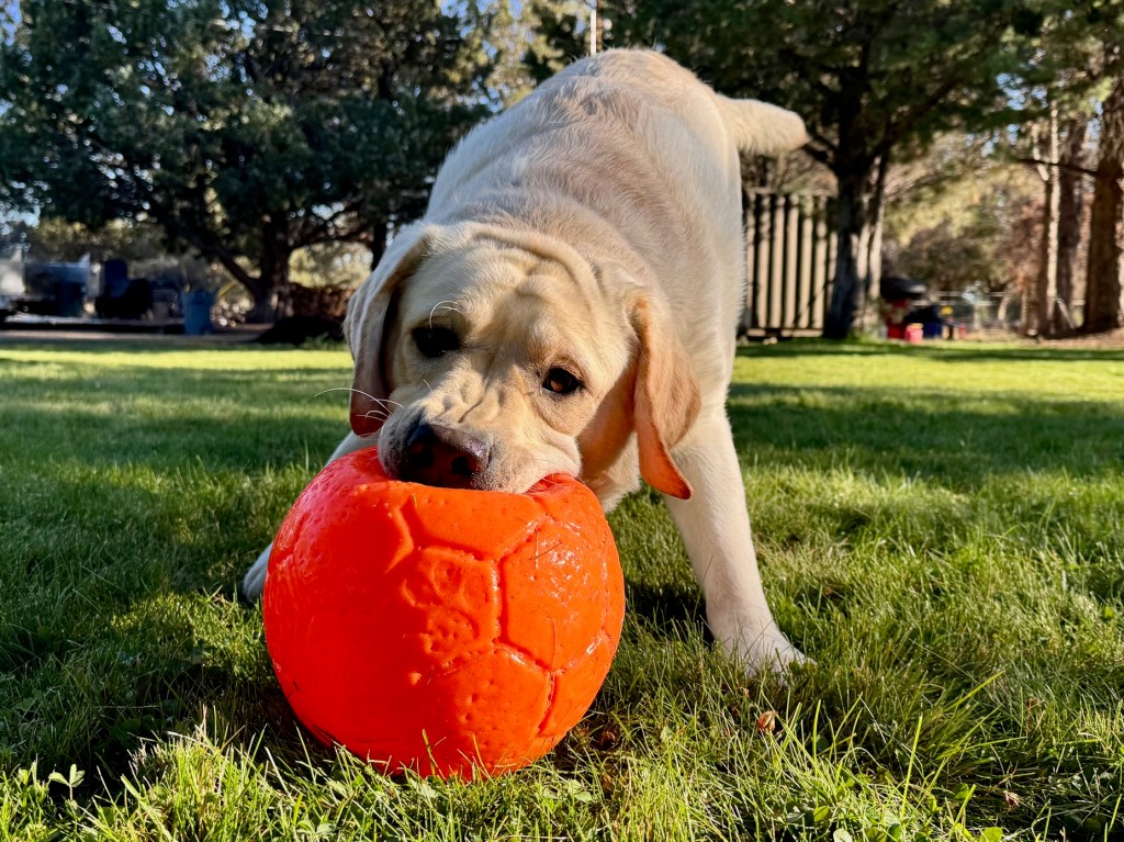 Happy Dog, Happy Life  and an Intact Pair of&nbsp;Shoes